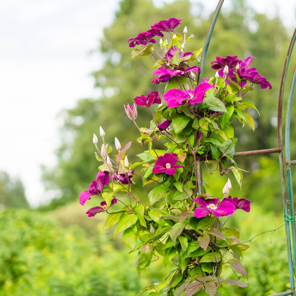 Clematis jackmanii Rouge Cardinal