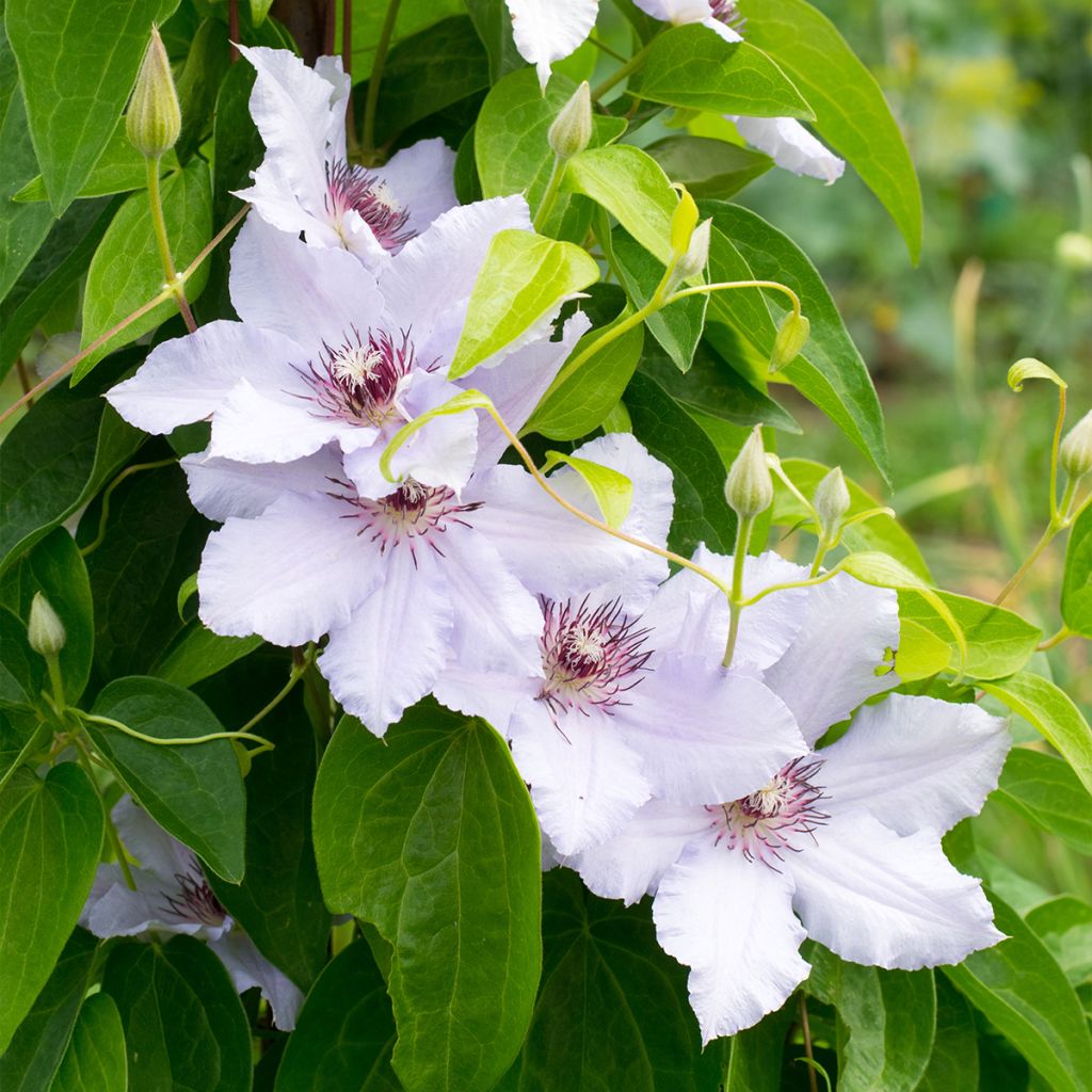 Clematis patens Snow Queen