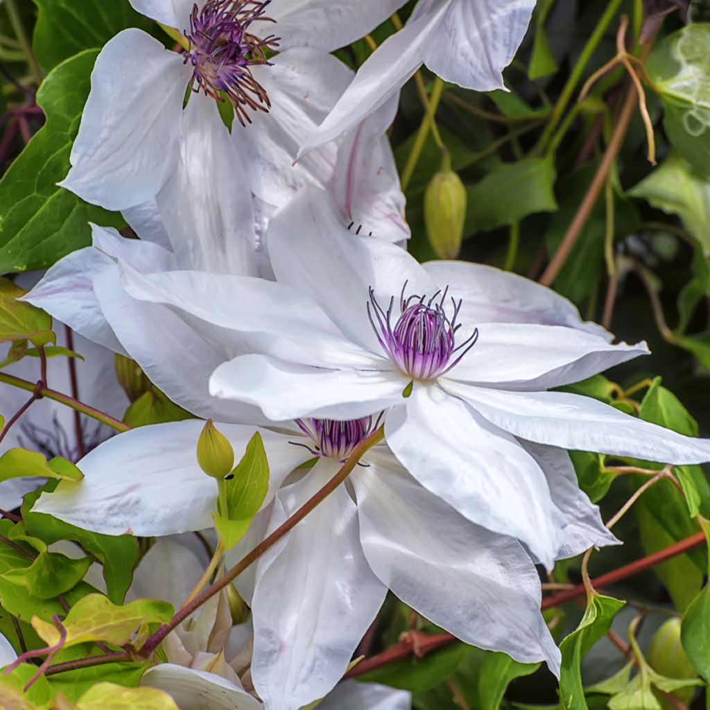 Clematis patens Snow Queen