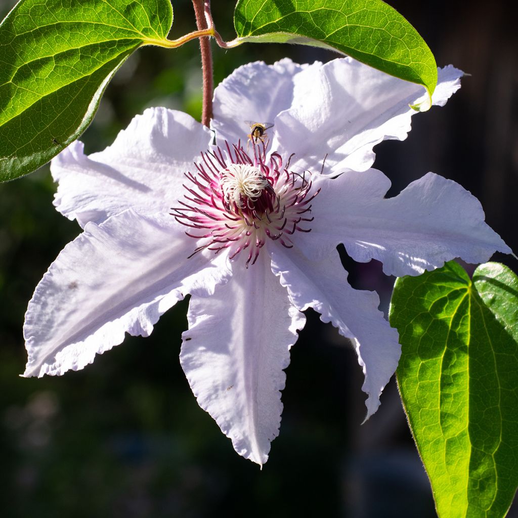 Clematis patens Snow Queen