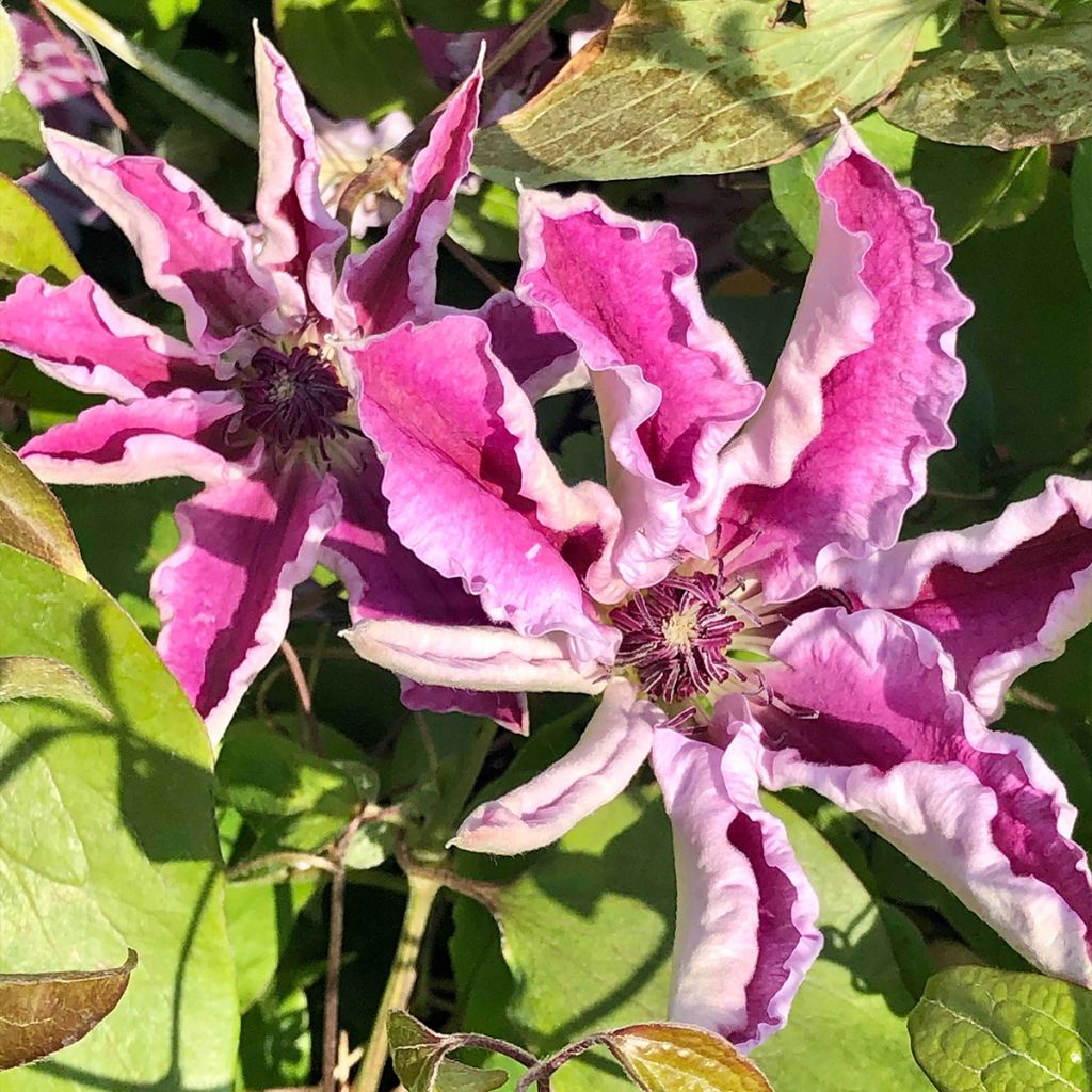 Clematis Souvenir du Capitaine Thuilleaux