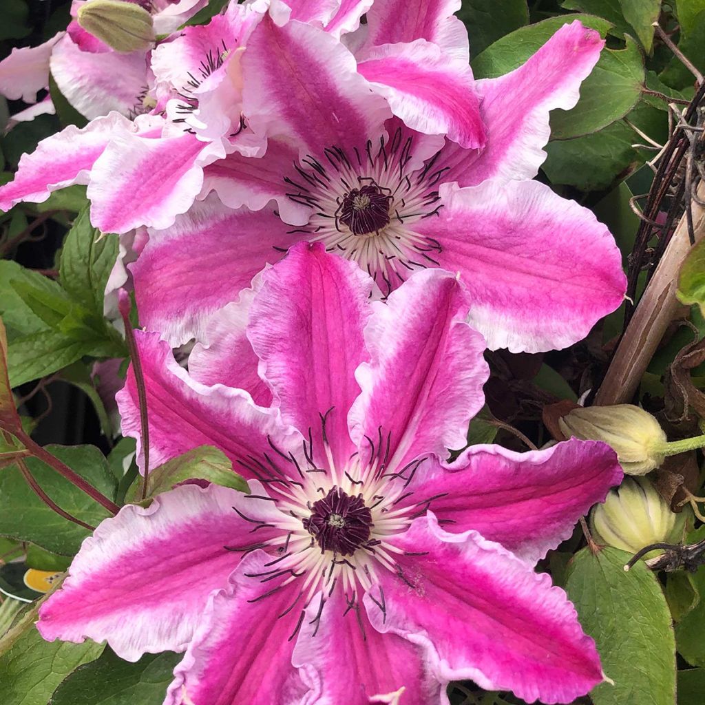 Clematis Souvenir du Capitaine Thuilleaux