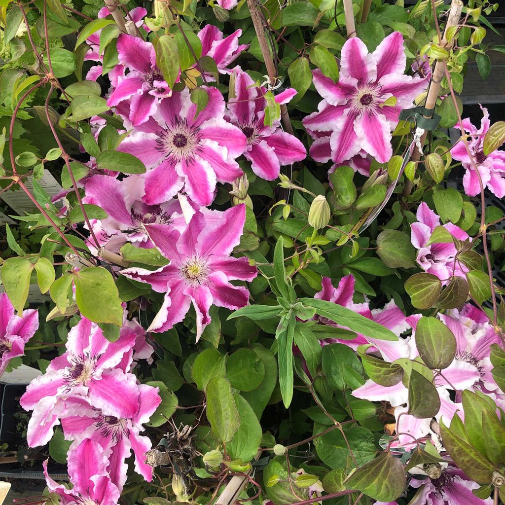 Clématite - Clematis Souvenir du Capitaine Thuilleaux