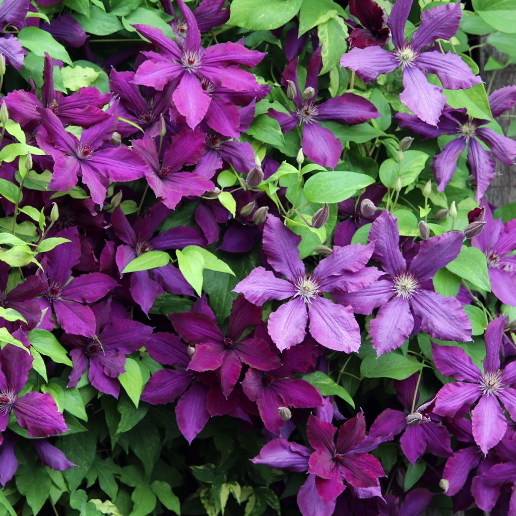 Clematis patens 'The Vagabond'