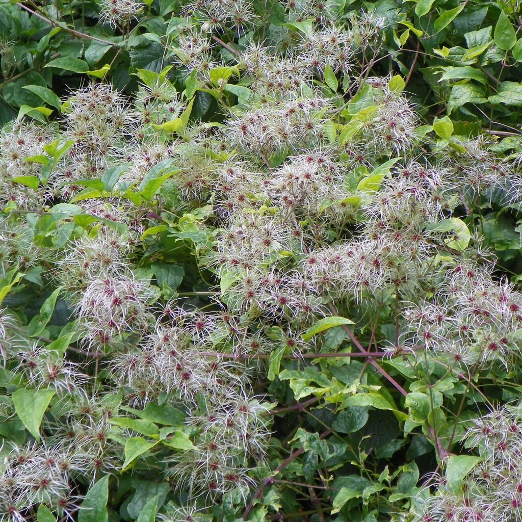 Clematis vitalba - Clématite des haies