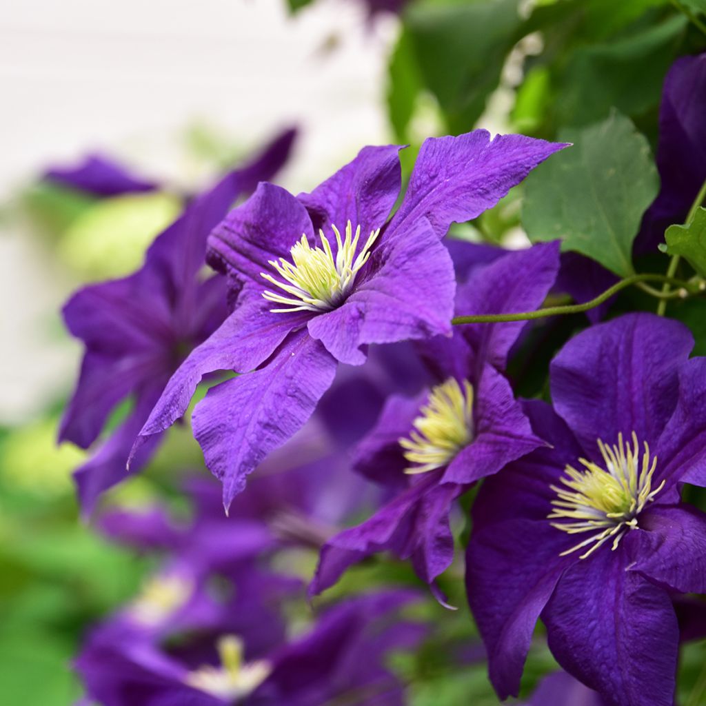 Clematis Aotearoa - Italian Leather Flower