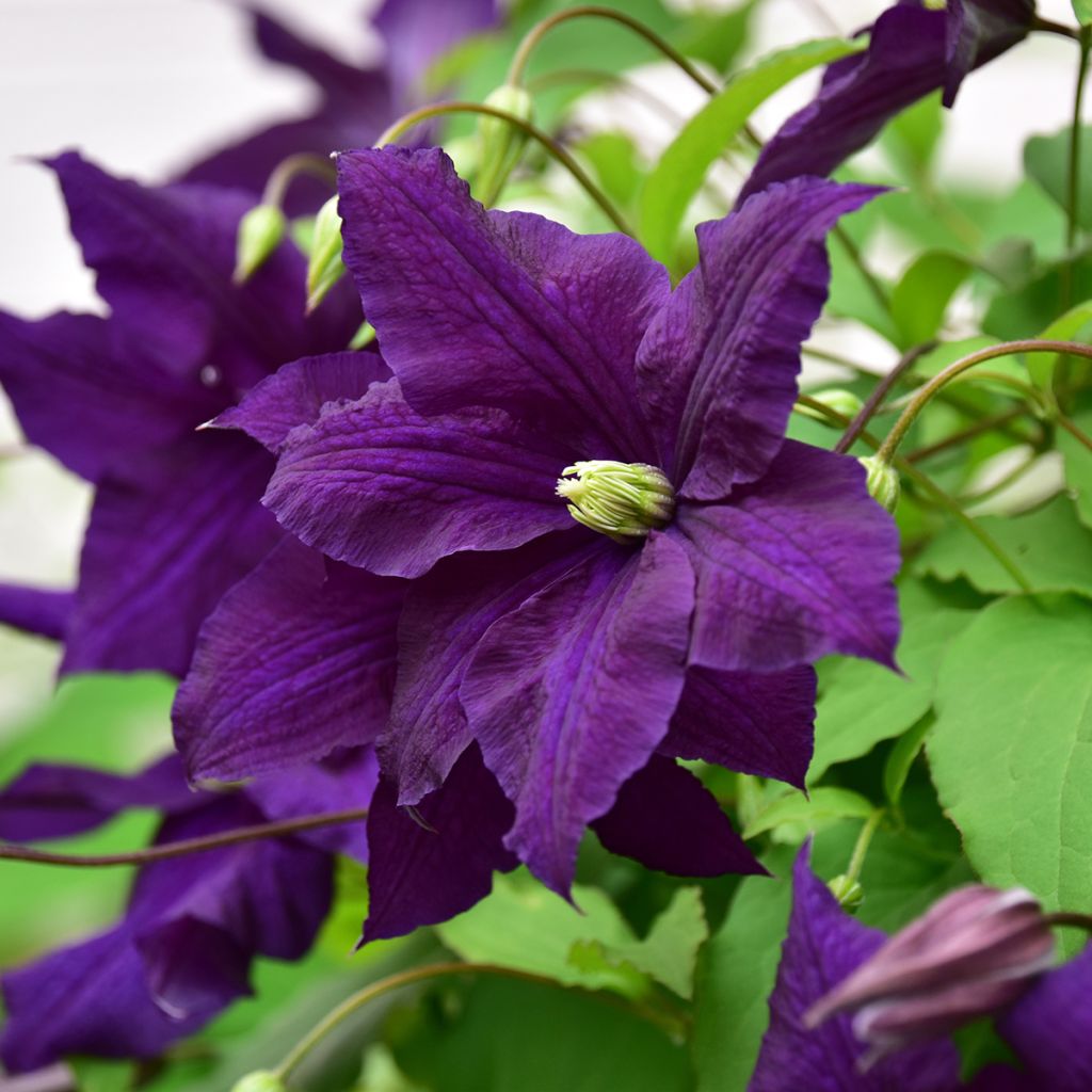 Clematis Aotearoa - Italian Leather Flower