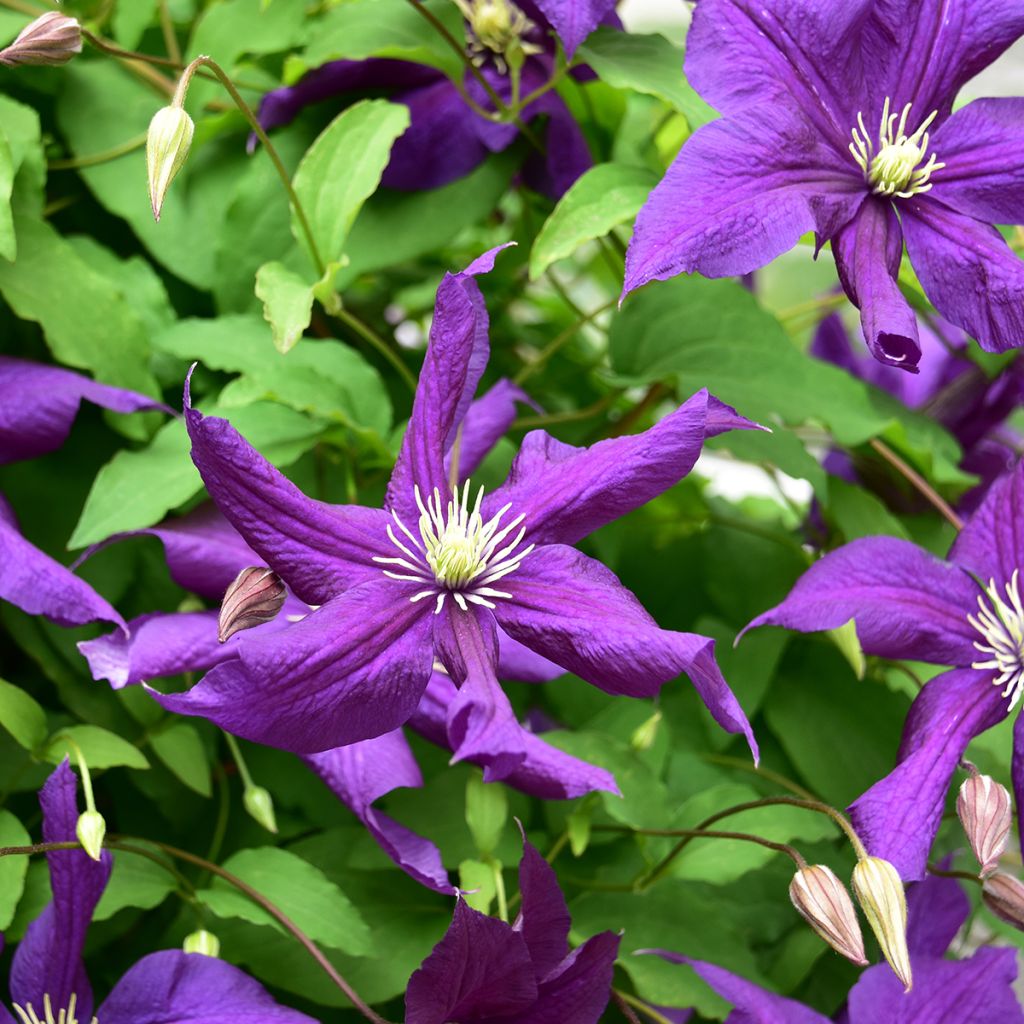 Clematis Aotearoa - Italian Leather Flower