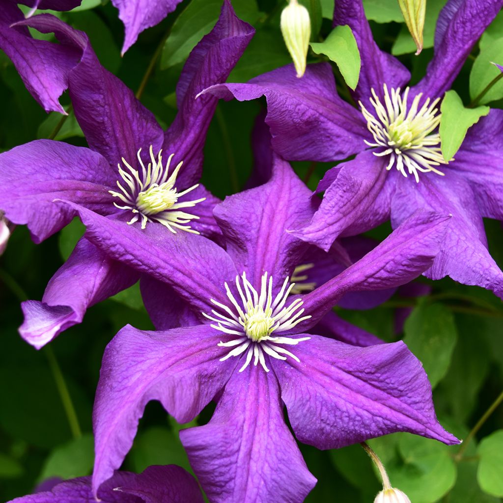 Clematis Aotearoa - Italian Leather Flower