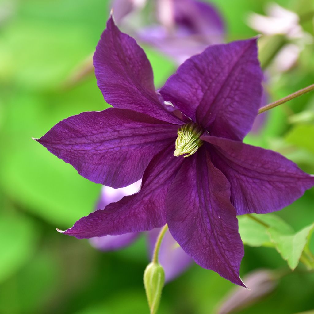 Clematis Aotearoa - Italian Leather Flower