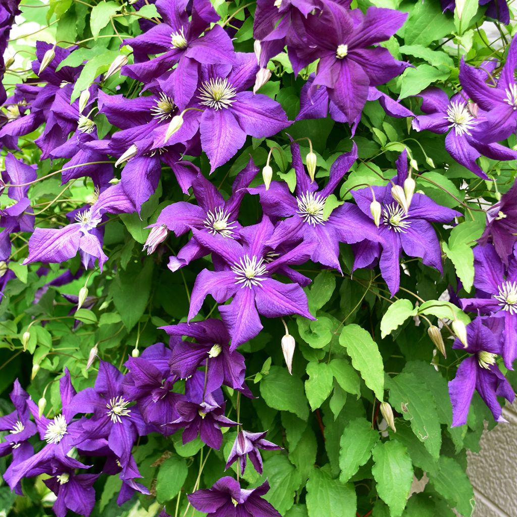 Clematis Aotearoa - Italian Leather Flower