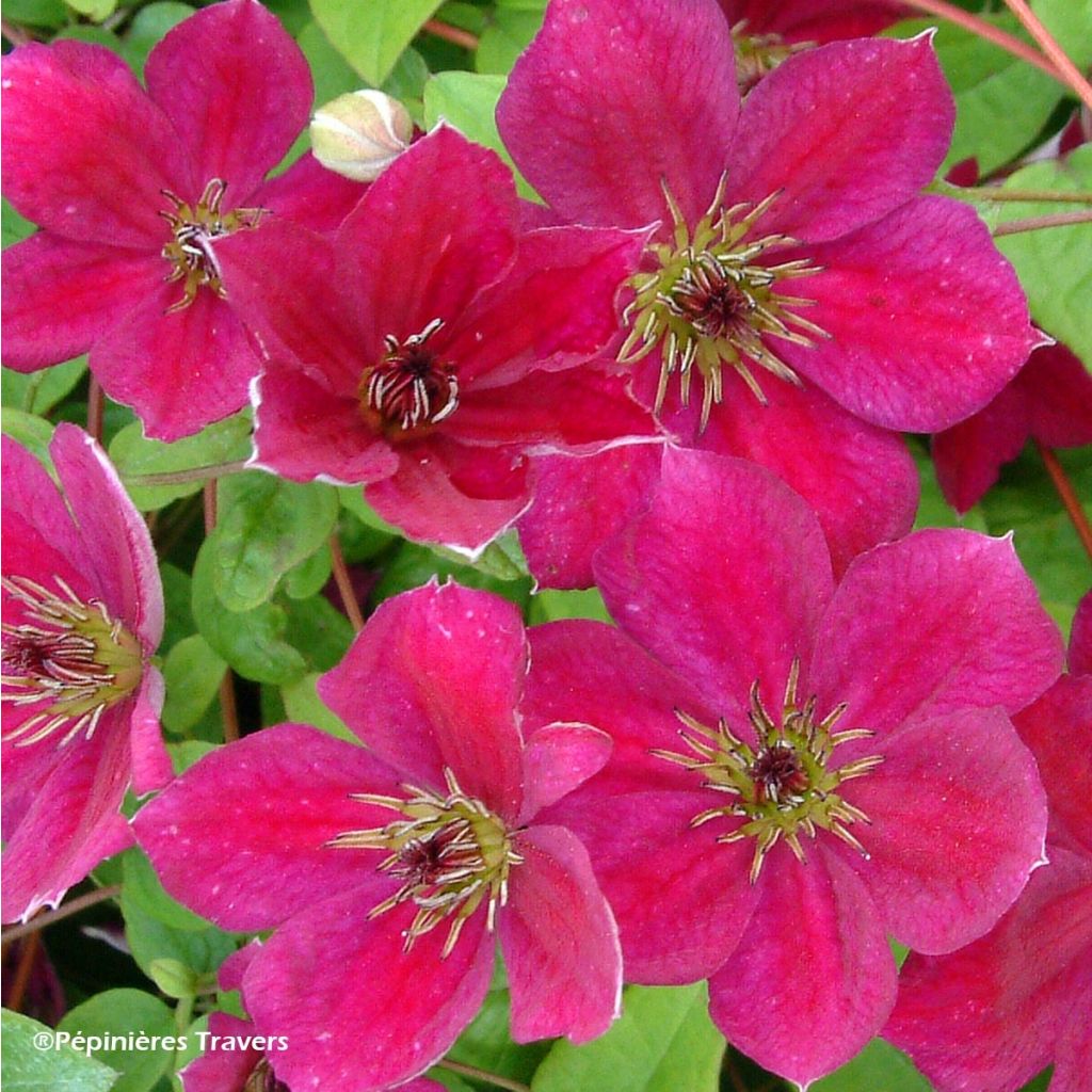 Clematis viticella John Howells - Italian Leather Flower