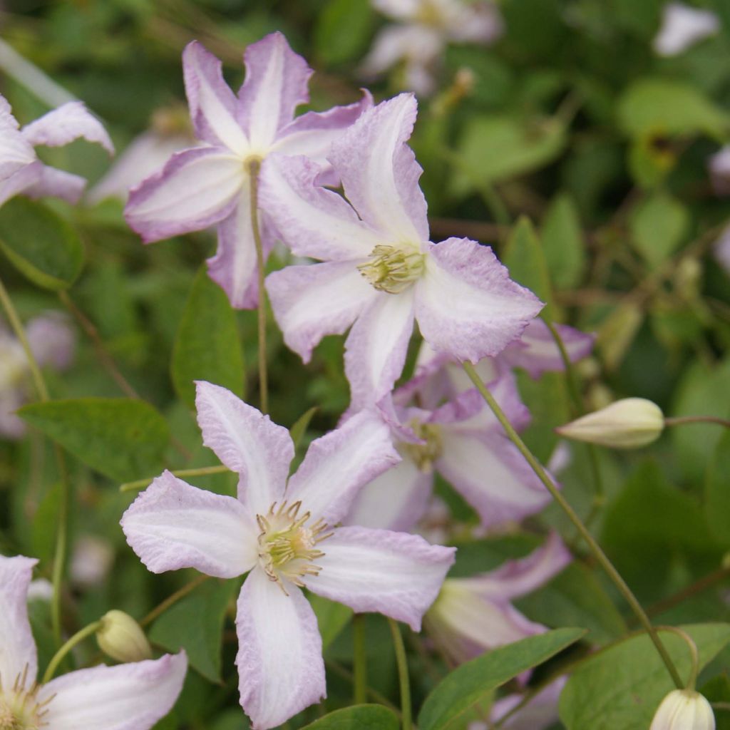 Clématite - Clematis viticella Little Nell 