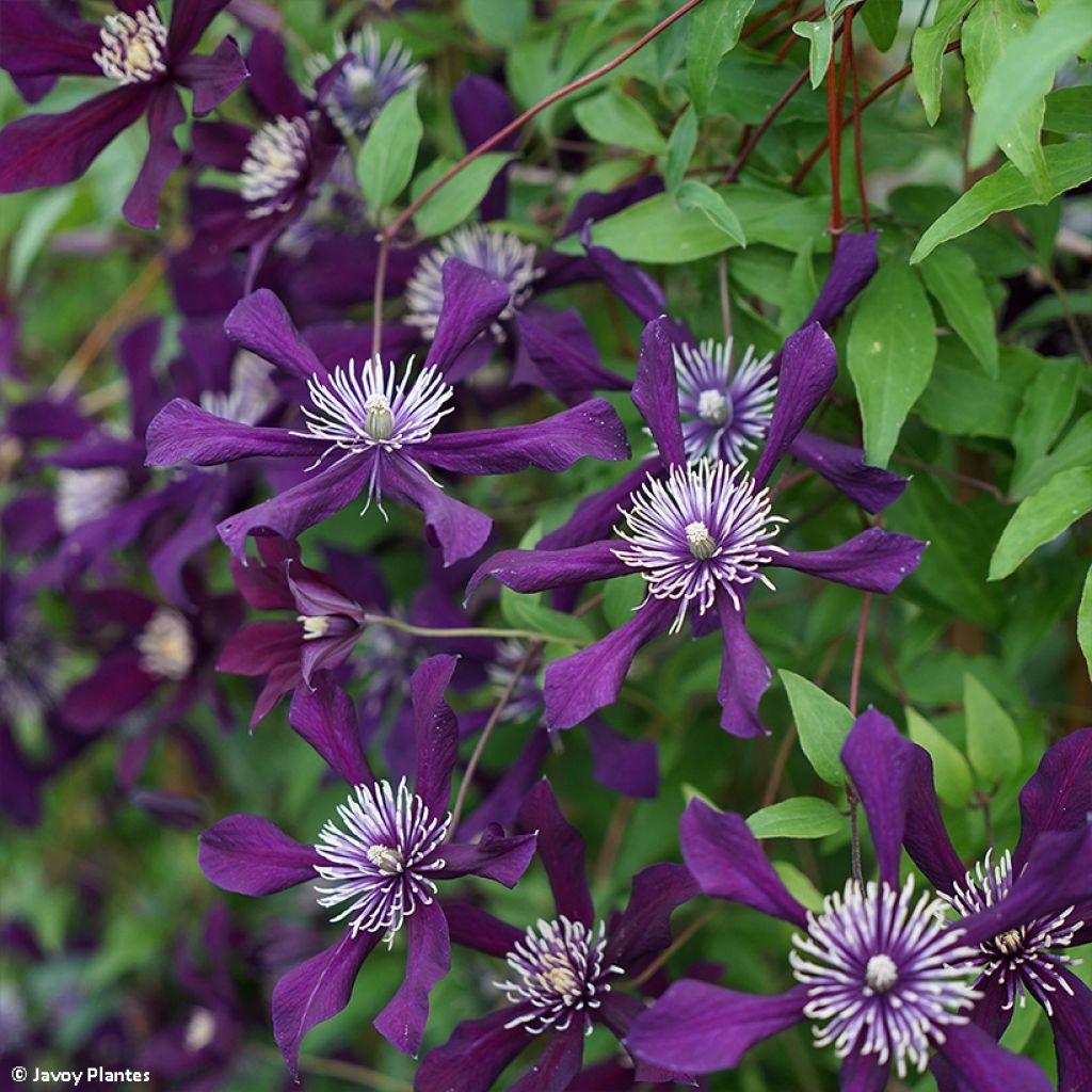 Clématite - Clematis viticella Panther