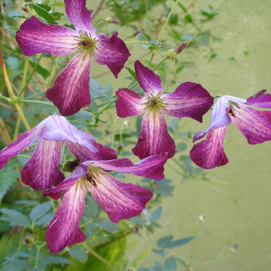 Clématite italienne - Clematis viticella Walemburg