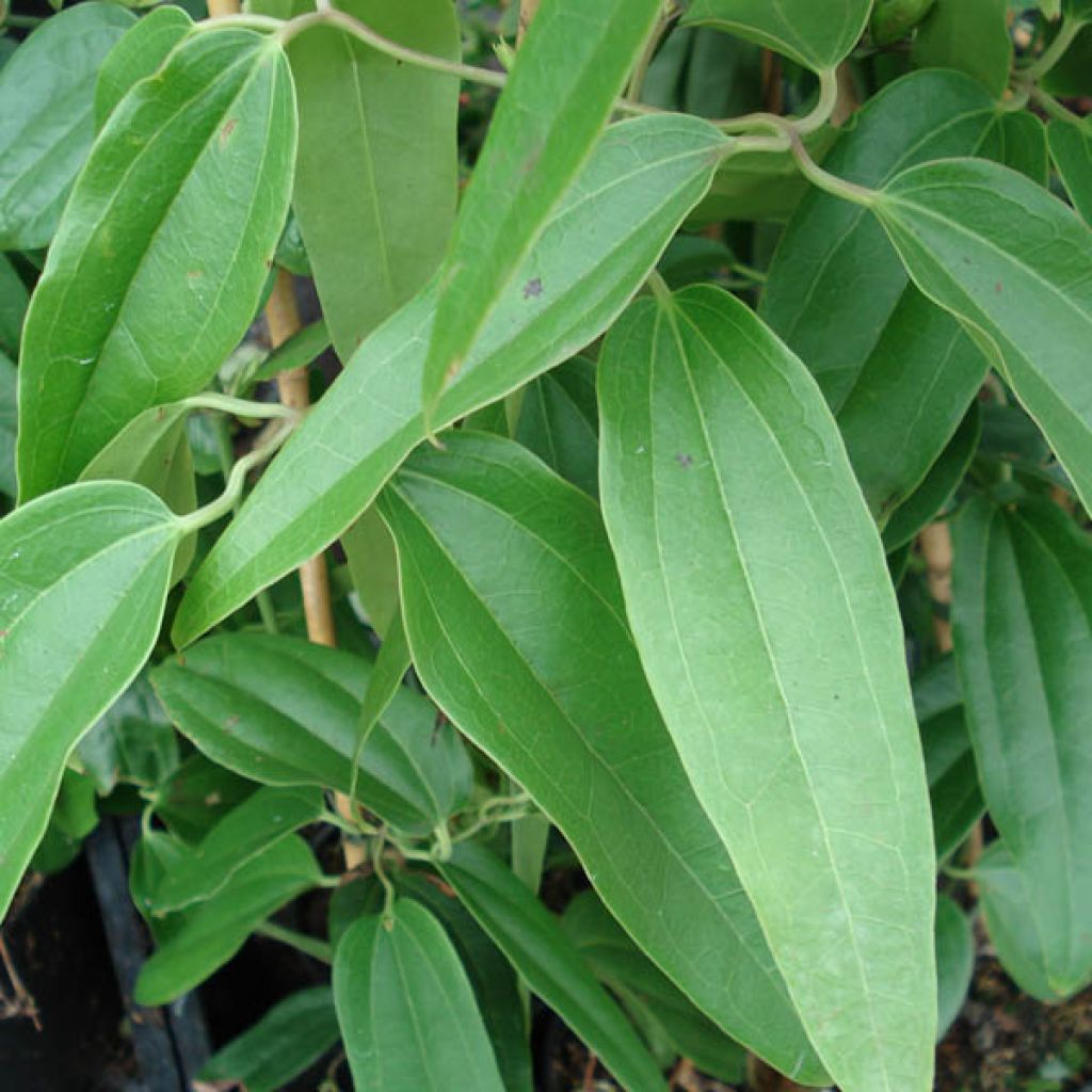 Clématite armandii