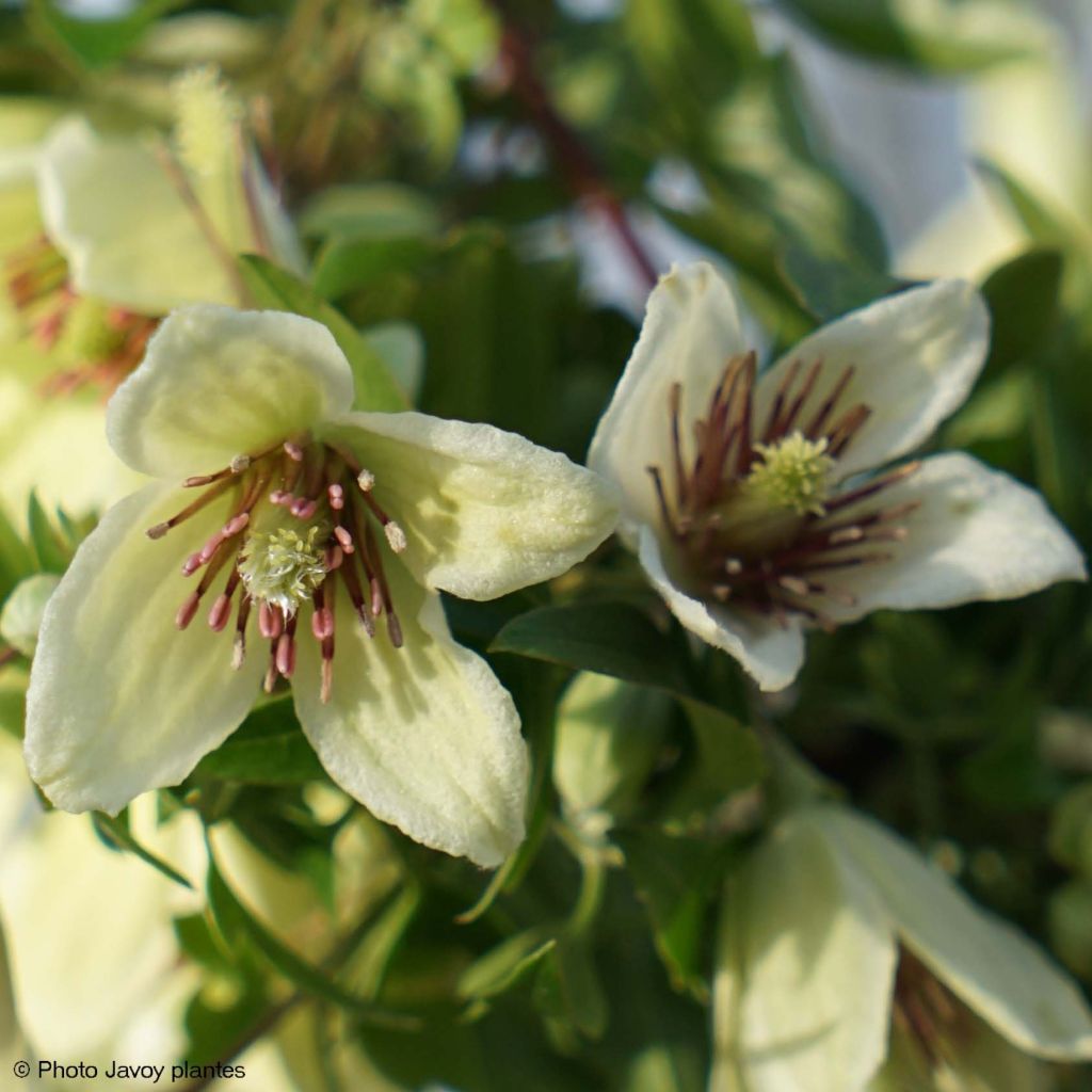 Clématite Christmas Surprise - Clematite de Noël