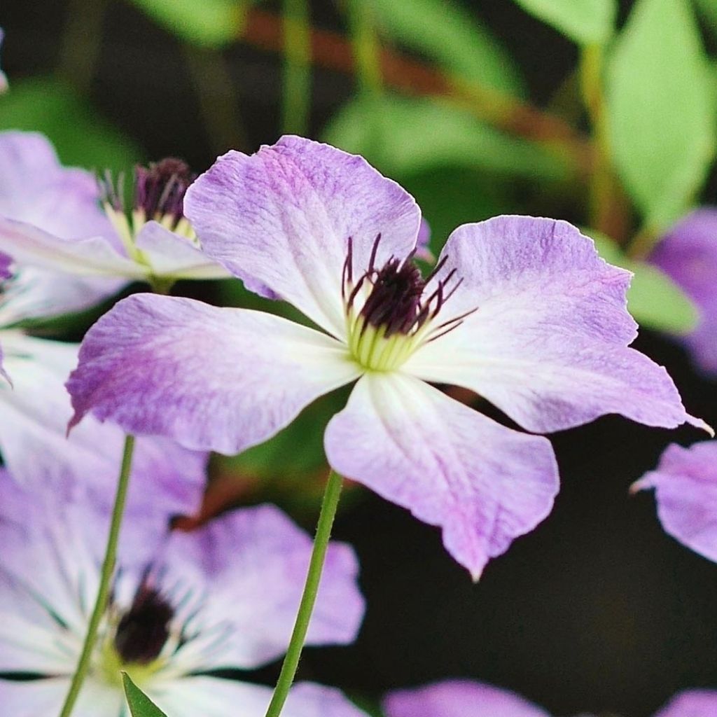 Clematis Cloudburst