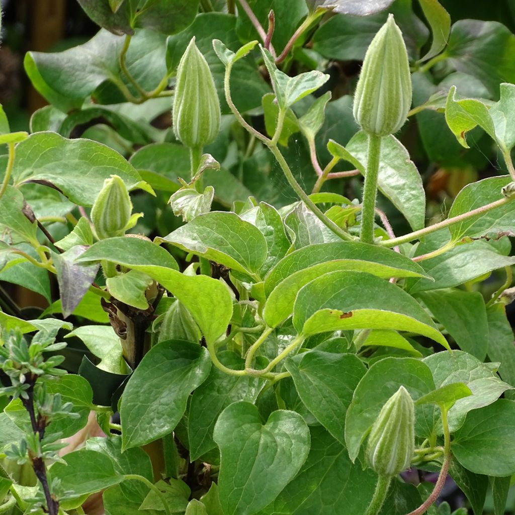 Clématite - Clematis Andromeda