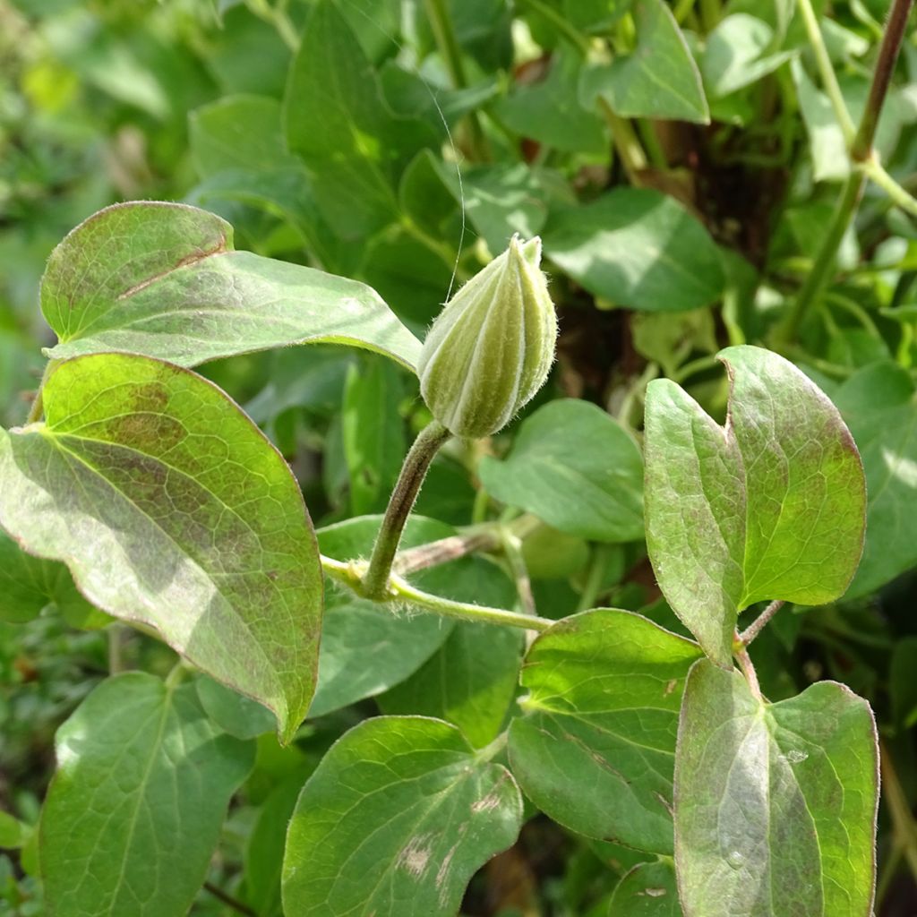 Clématite - Clematis Andromeda