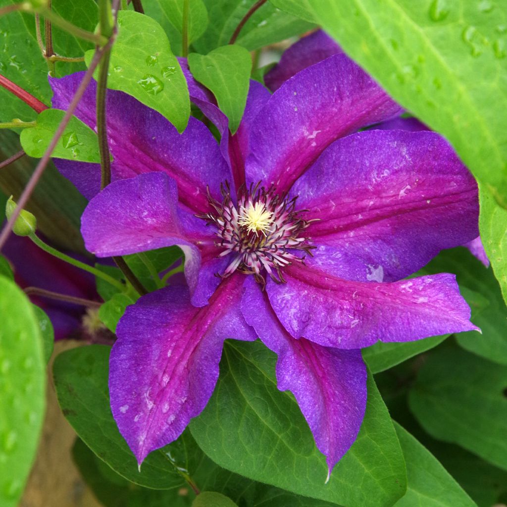 Clématite - Clematis Anna Louise