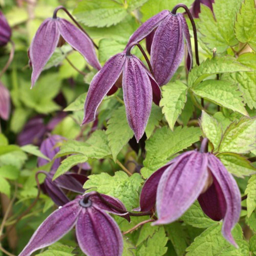 Clématite - Clematis Brunette