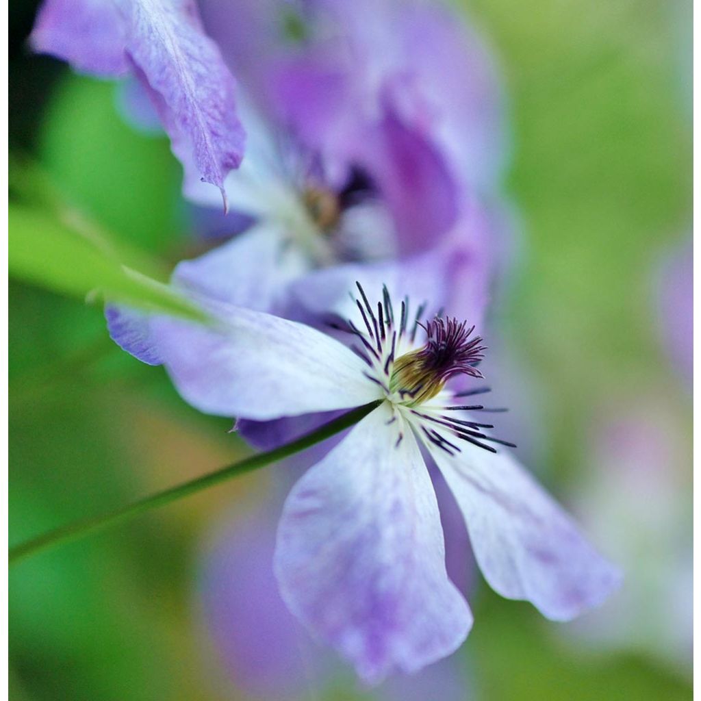 Clematis Cloudburst