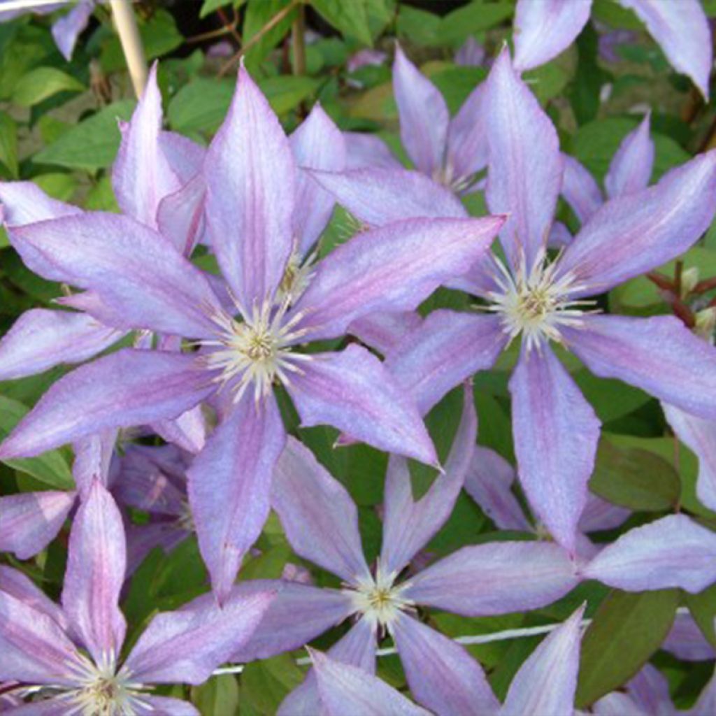 Clématite - Clematis Dorothy Walton