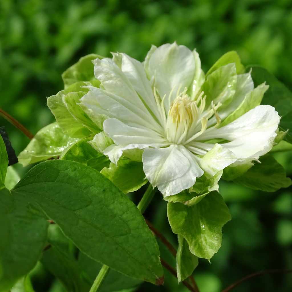 Clématite - Clematis Green Passion