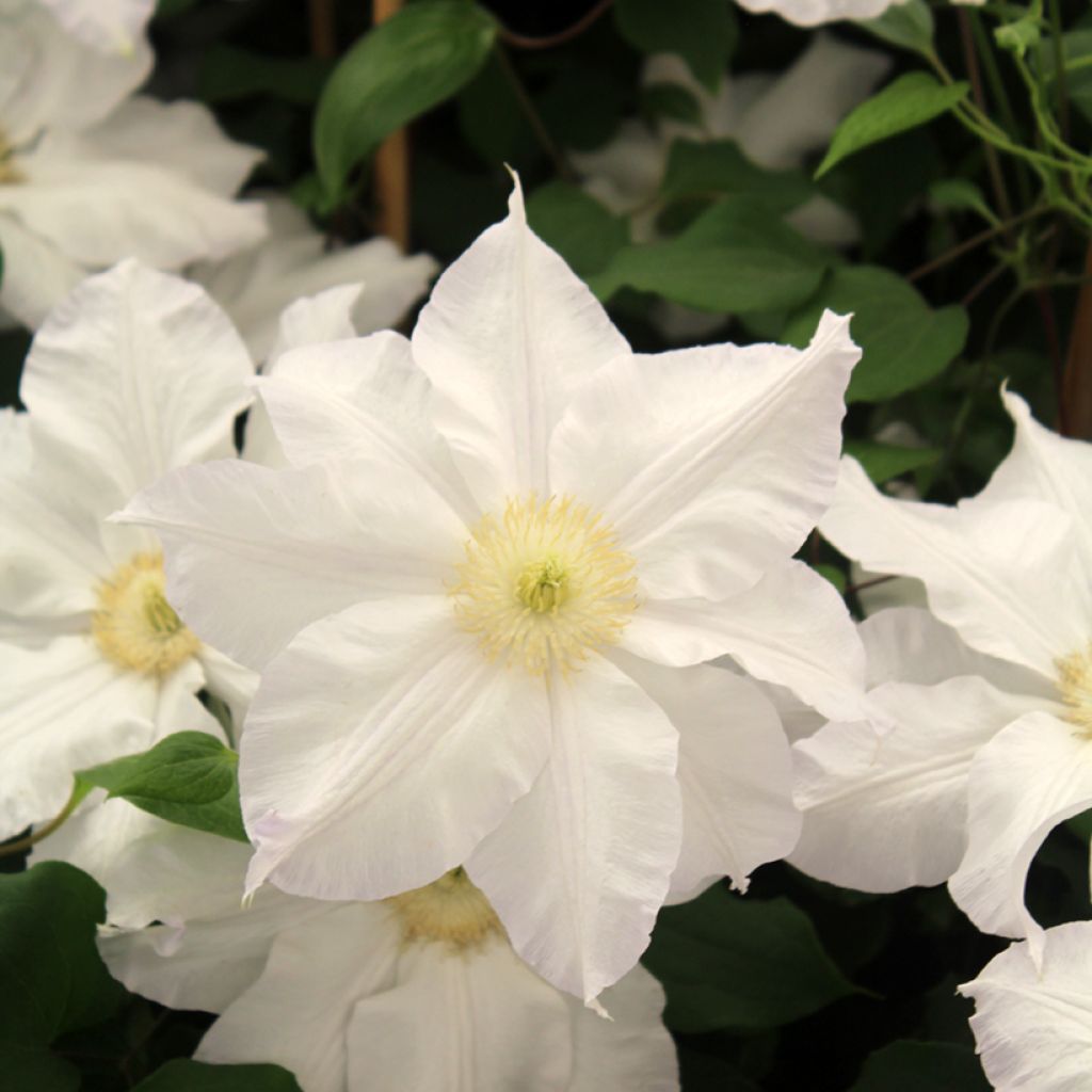 Clematis Ice Blue
