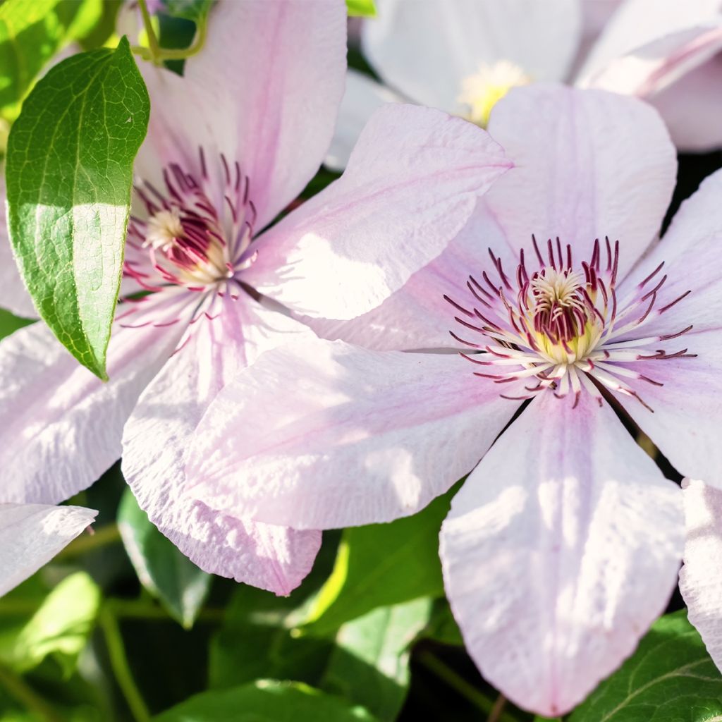 Clématite - Clematis John Paul II (Jean Paul II)