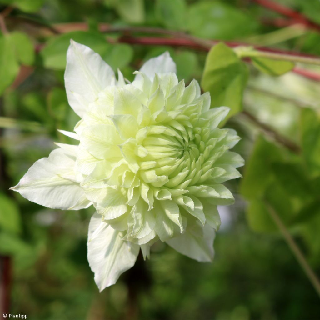 Clématite - Clematis Manju