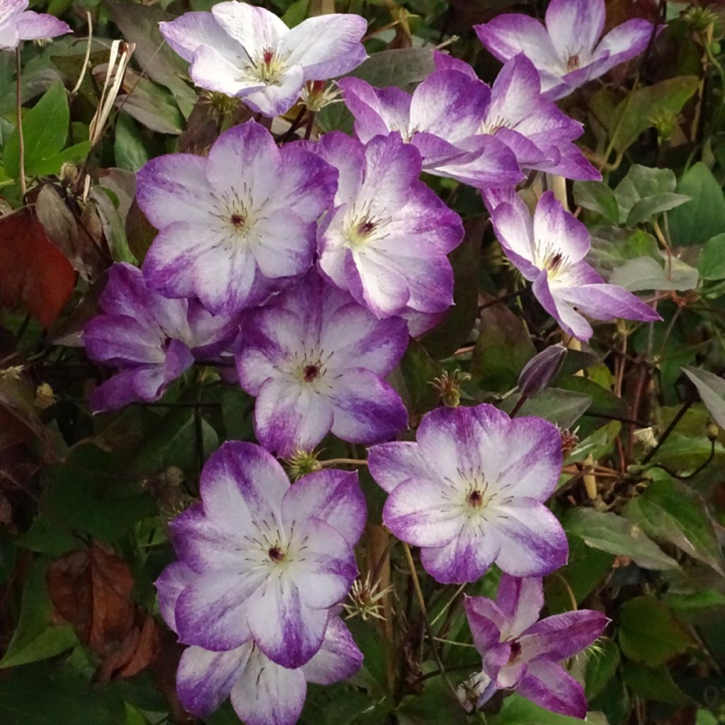 Clematis x viticella Pernille