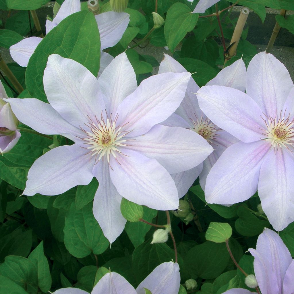 Clematis Péveril Pearl