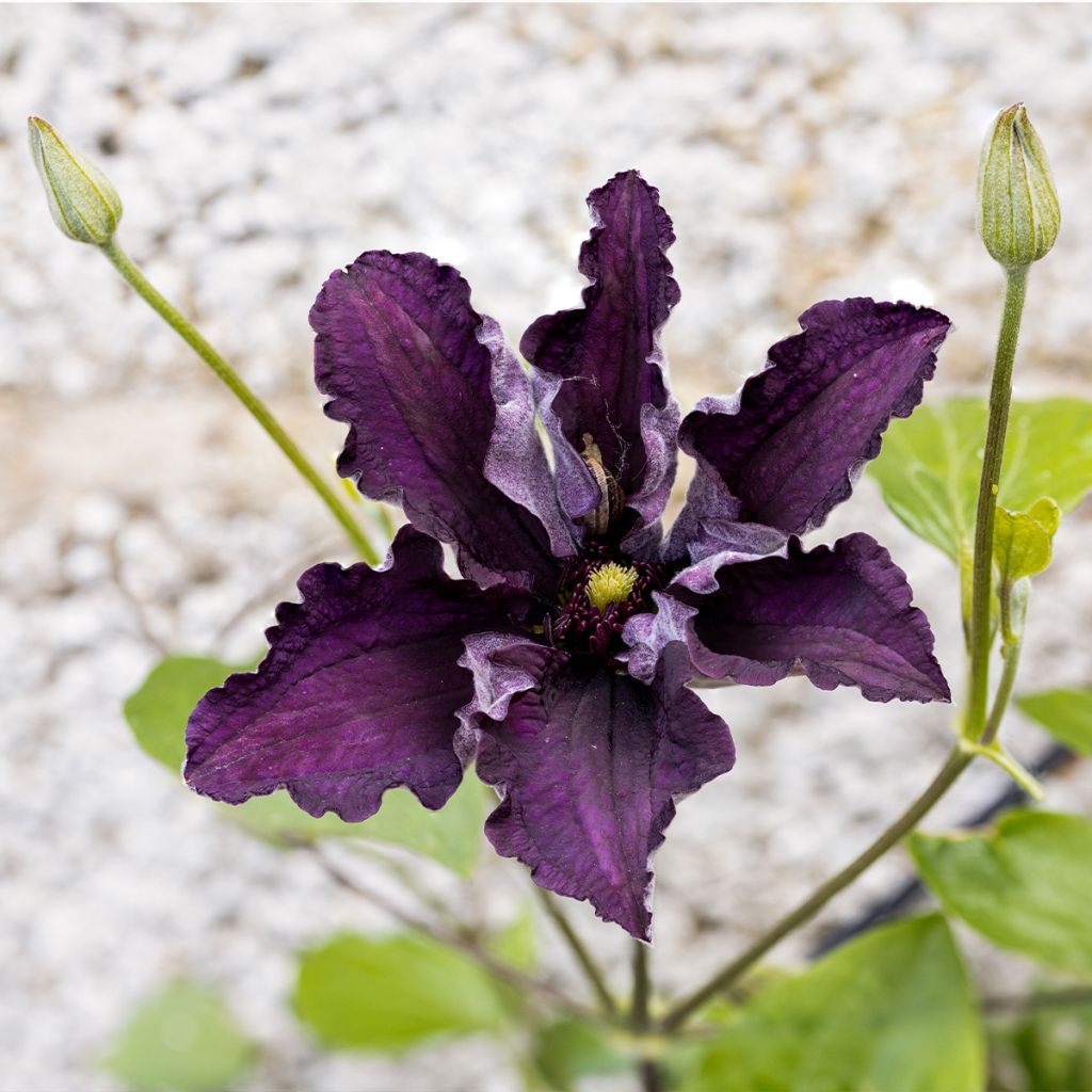 Clématite - Clematis Rasputin