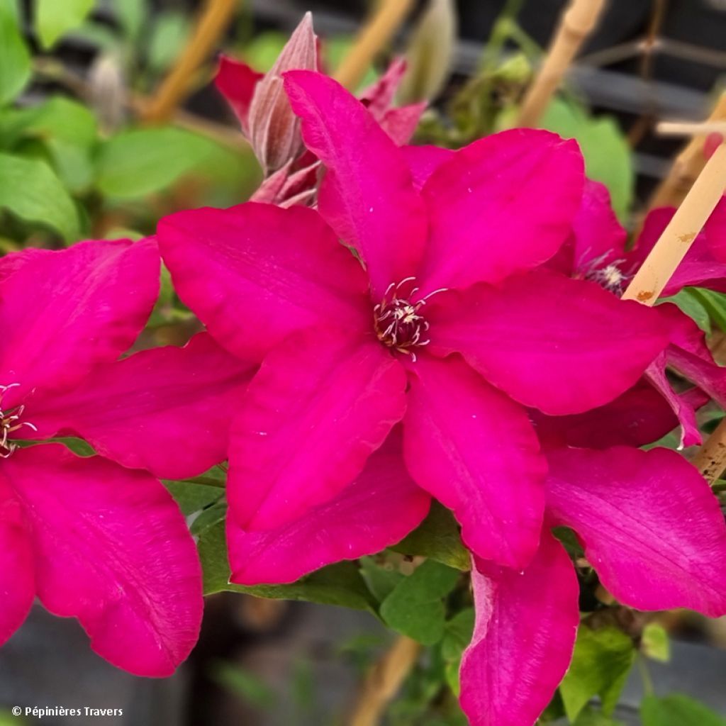 Clématite - Clematis Solidarité (Solidarnosc)