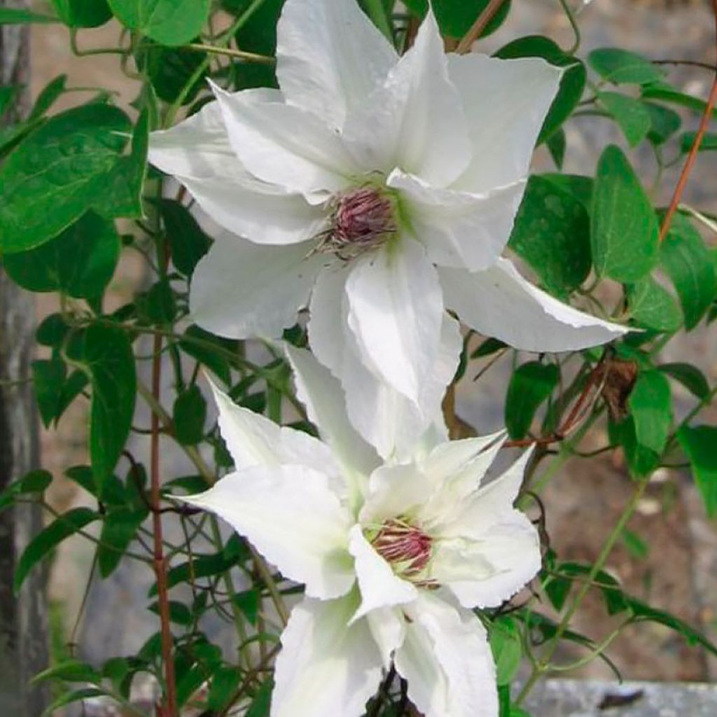 Clématite - Clematis Sparkler