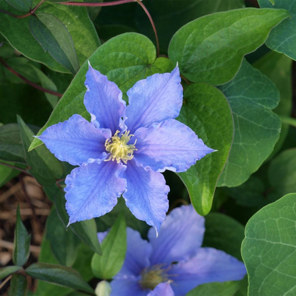 Clematis patens Will Goodwin