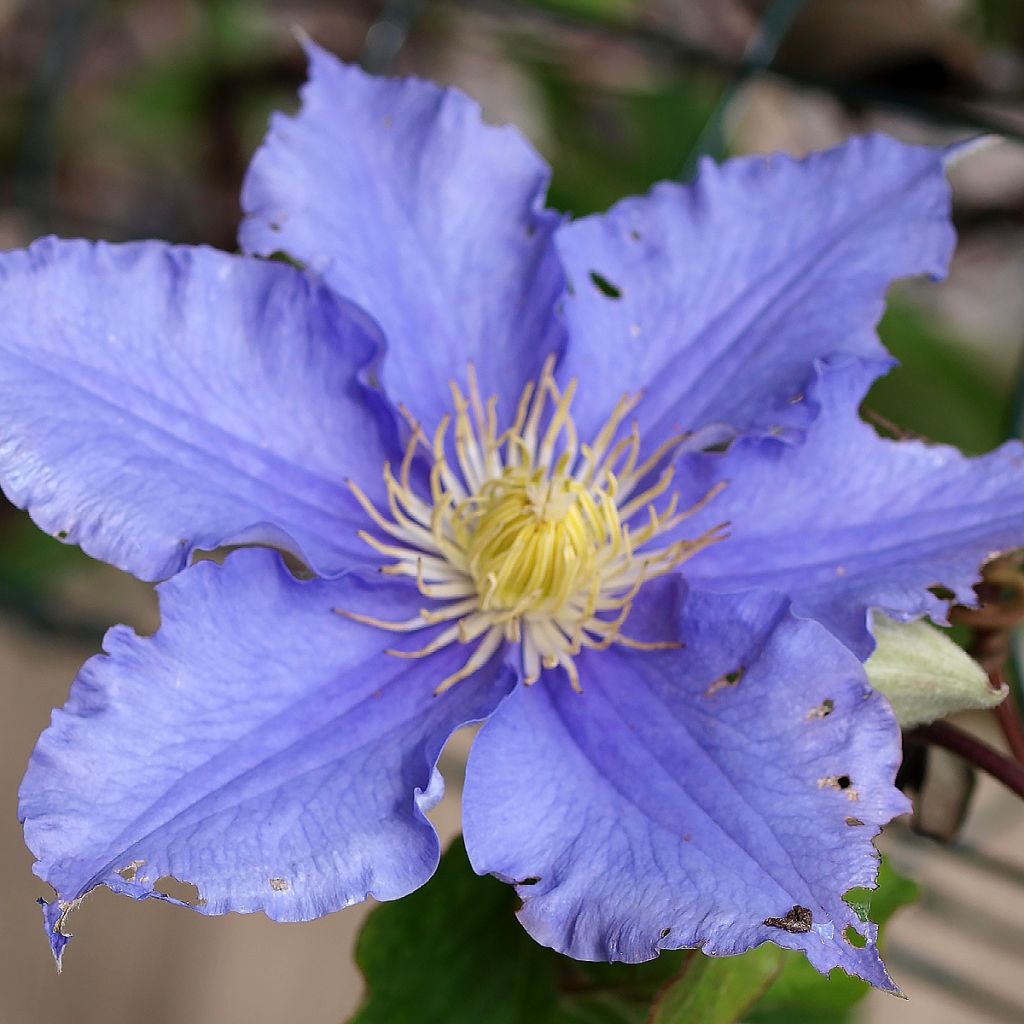 Clematis patens Will Goodwin