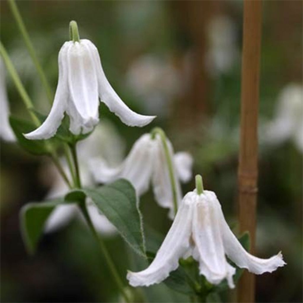 Clématite - Clematis integrifolia Baby White ®