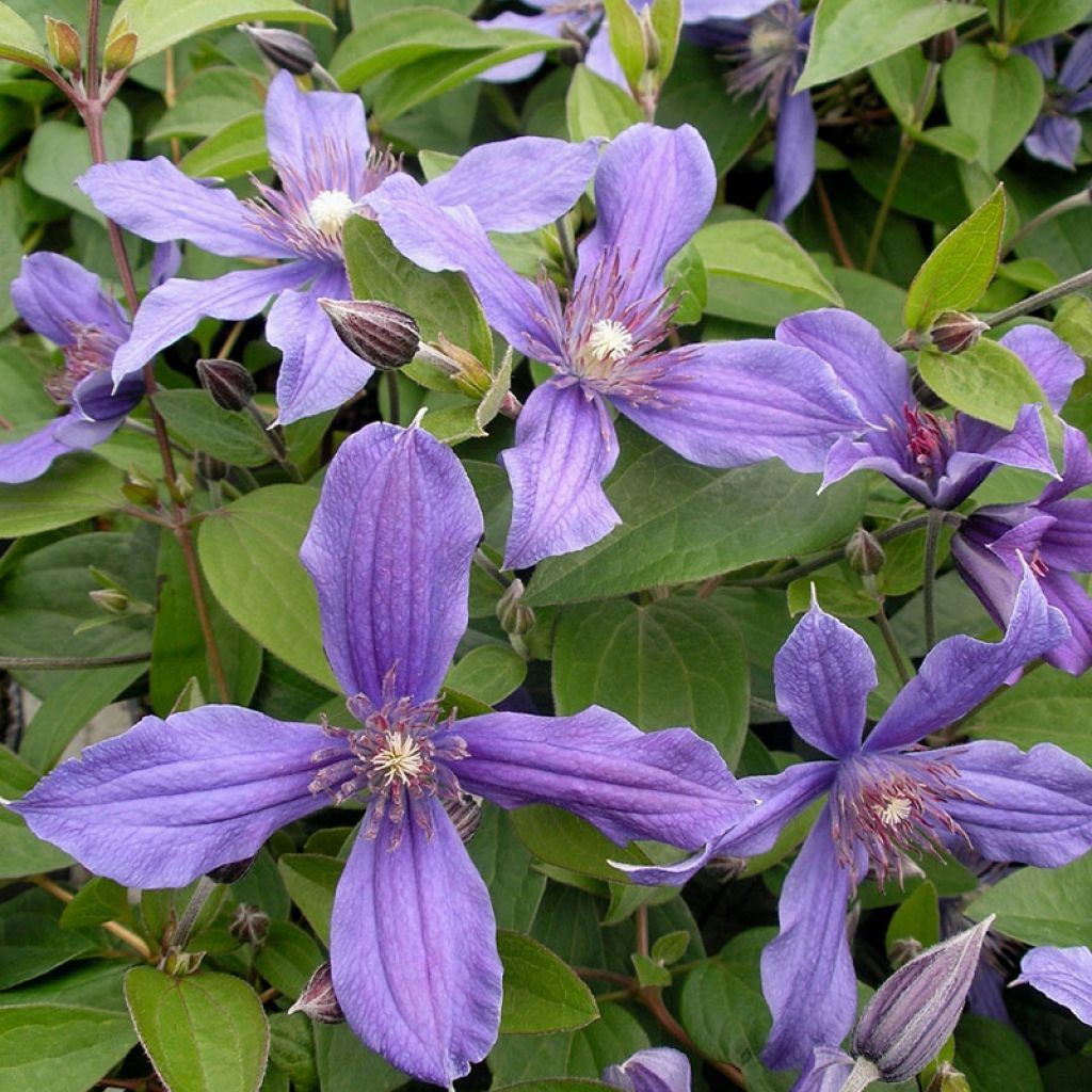 Clématite integrifolia - Clematis integrifolia Miranda