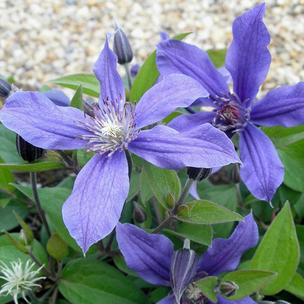 Clematis integrifolia Miranda Floclemi - Solitary virgin's-bower