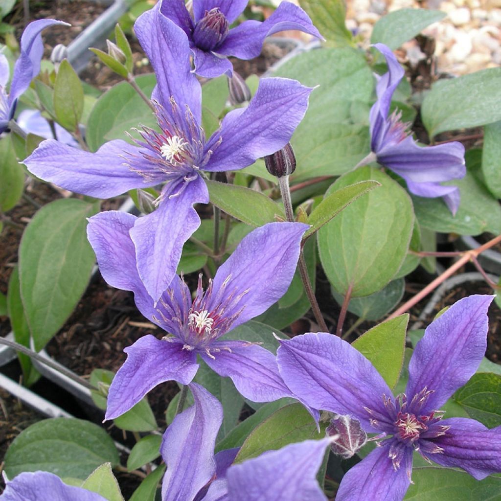 Clematis integrifolia Miranda Floclemi - Solitary virgin's-bower