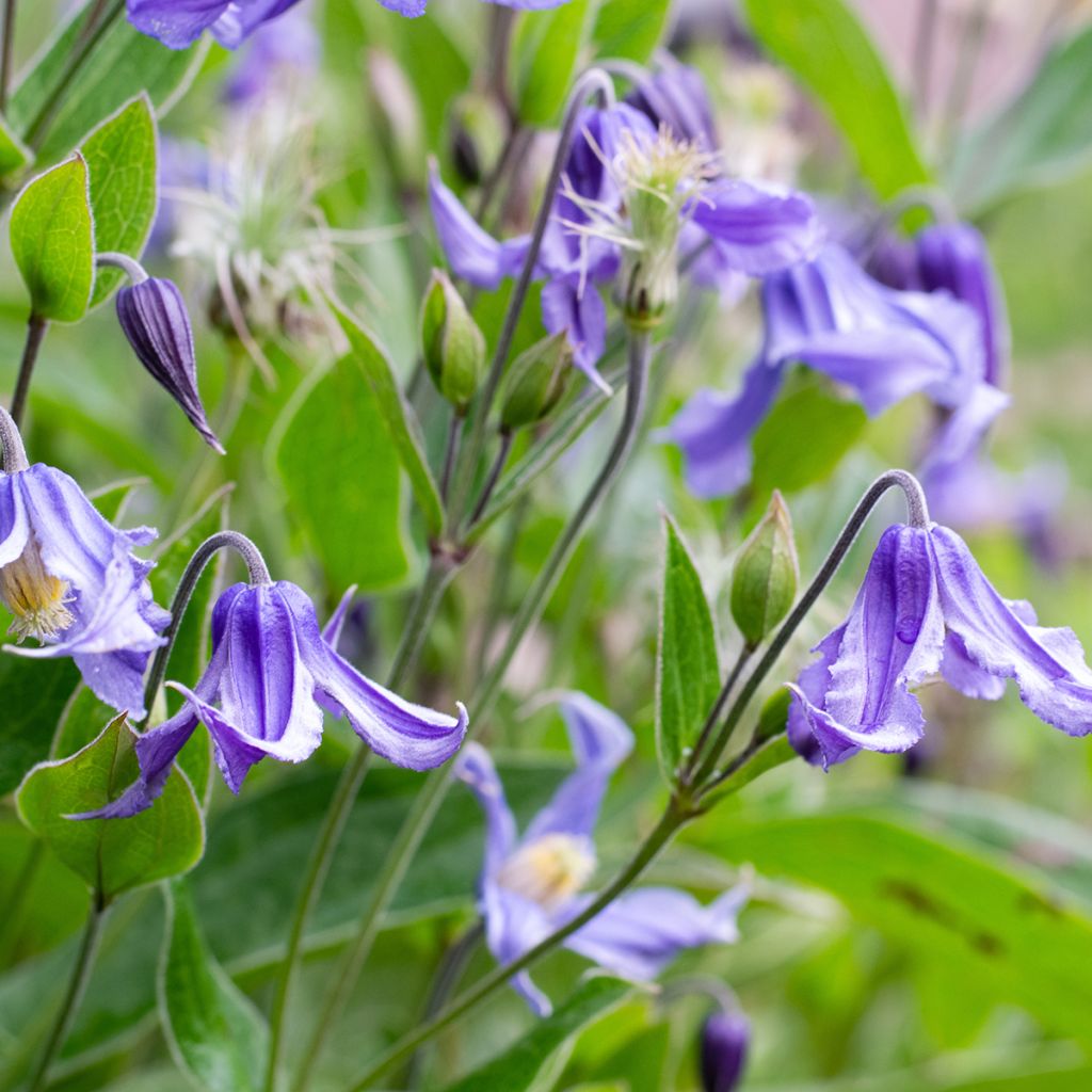 Clematis integrifolia - Herbaceous Clematis