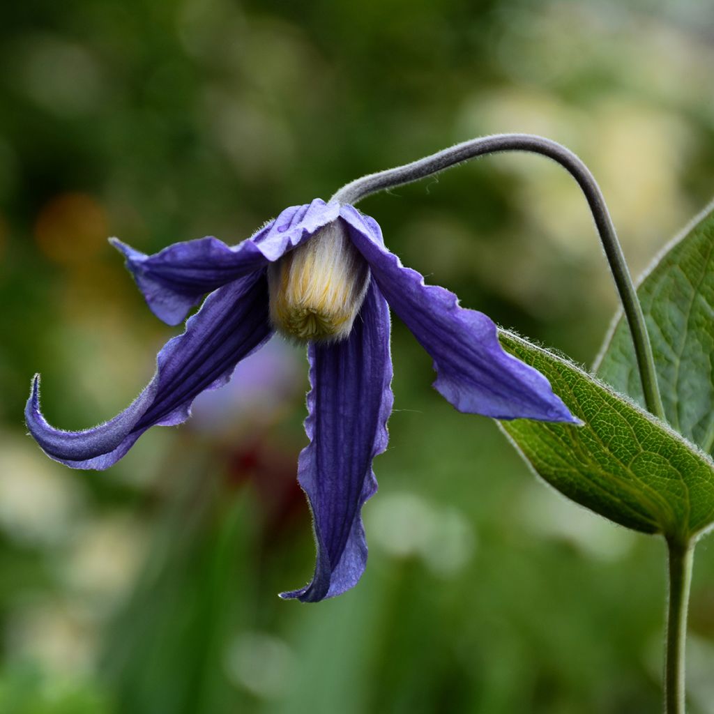 Clematis integrifolia - Herbaceous Clematis