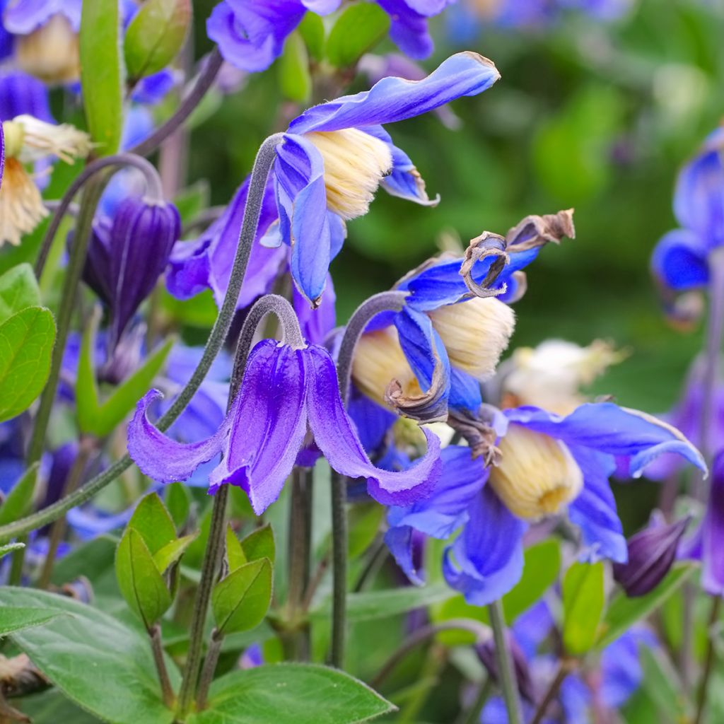 Clematis integrifolia - Herbaceous Clematis