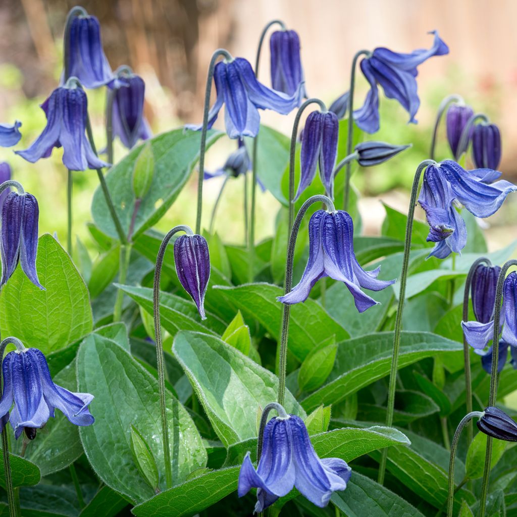 Clematis integrifolia - Herbaceous Clematis