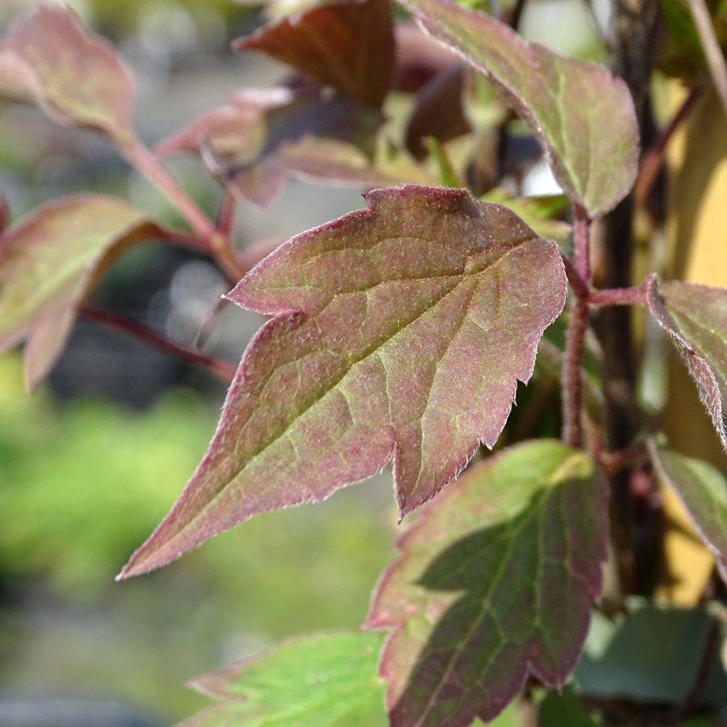 Clématite - Clematis montana Rosebud