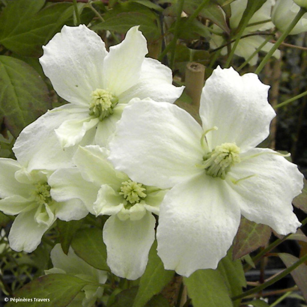 Clématite - Clematis montana Starlet White Perfume