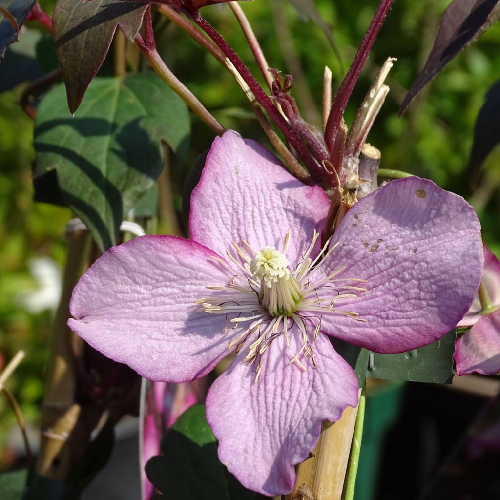 Clématite - Clematis montana Van Gogh